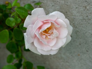 娇艳粉色月季花特写