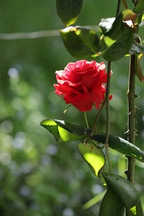 娇艳月季花