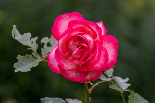 娇艳月季花