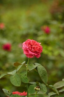 娇艳月季花