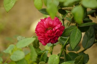 月季花