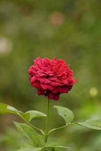 月季花