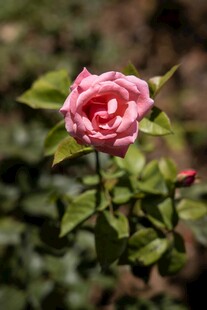 娇艳月季花