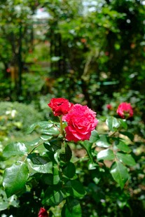 娇艳月季花