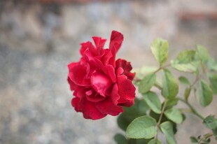 月季花