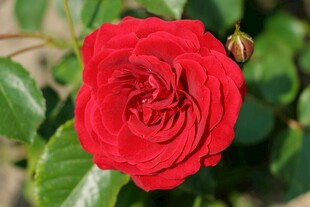 娇艳月季花