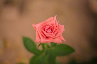 月季花