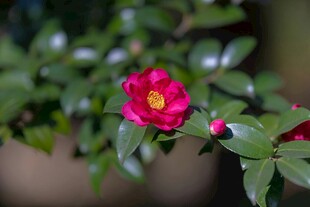 娇艳红山茶绽放绿叶间