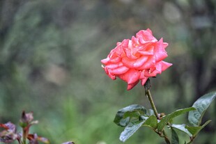 娇艳粉色月季花
