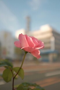 月季花