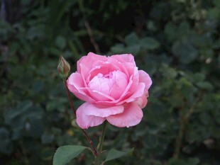 娇艳粉色月季花