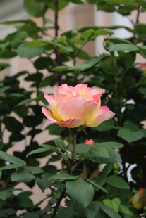 娇艳粉色月季花绽放