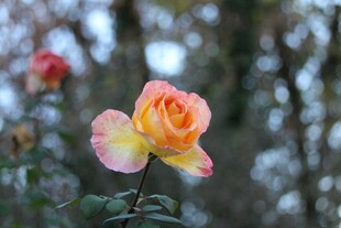 娇艳月季花