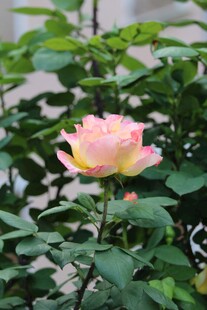 娇艳粉色月季花绽放