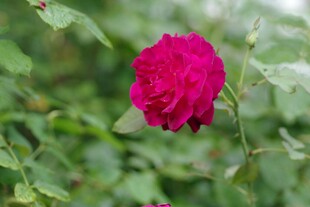 娇艳月季花