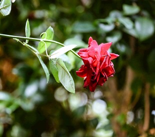 娇艳月季花绽放于绿叶间