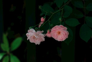 娇艳粉色蔷薇花绽放