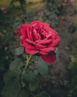 娇艳月季花