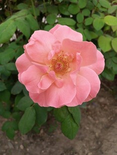 娇艳粉色月季花绽放