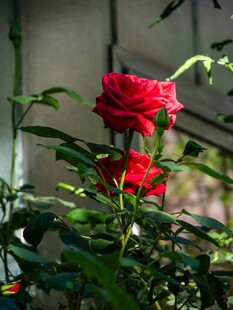 娇艳月季花