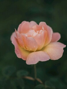 粉色娇艳月季花