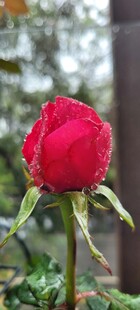 娇艳月季花