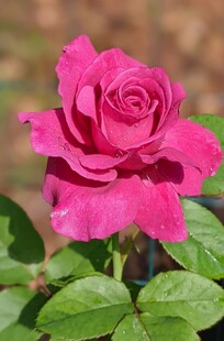 娇艳月季花