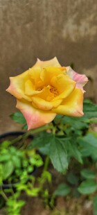 娇艳双色月季花