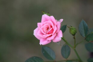 娇艳月季花