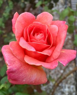 娇艳粉色月季花