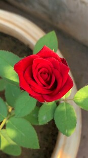 娇艳月季花