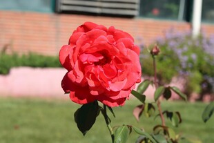 娇艳红月季花