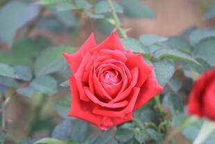娇艳红月季花