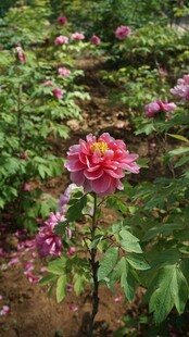 月季花