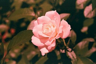 娇艳月季花绽放