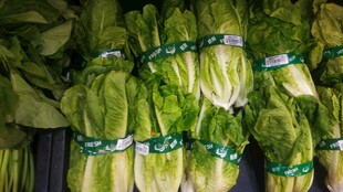新鲜生菜整齐摆放