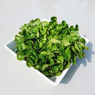 新鲜生菜盛于白色方盘