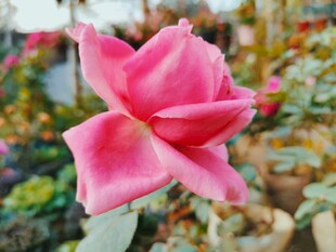 娇艳月季花