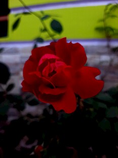 娇艳月季花