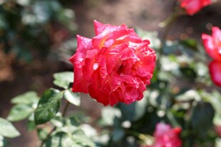 娇艳月季花