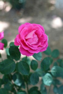 娇艳粉色月季花
