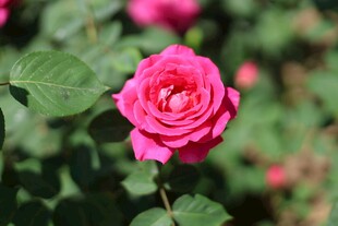 娇艳粉色月季花