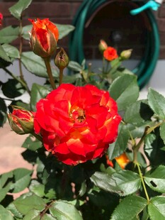 娇艳月季花