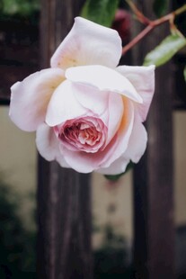 娇艳月季花