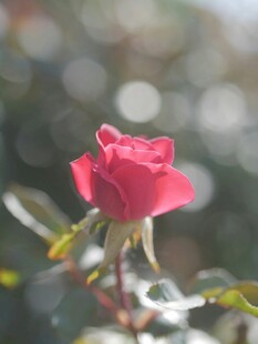 娇艳月季花