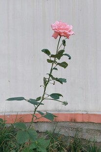 单枝粉色月季花绽放