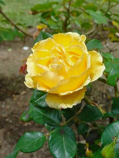 娇艳月季花