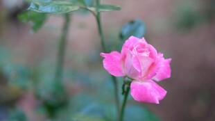 娇艳粉色月季花