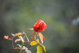 娇艳月季花