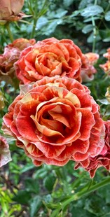 艳丽月季花